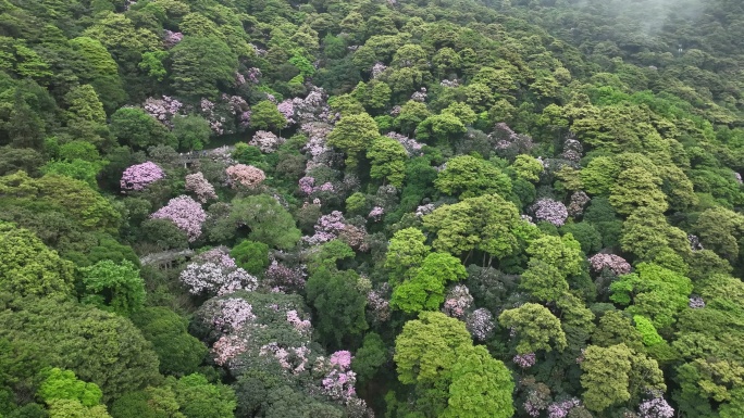 杜鹃花