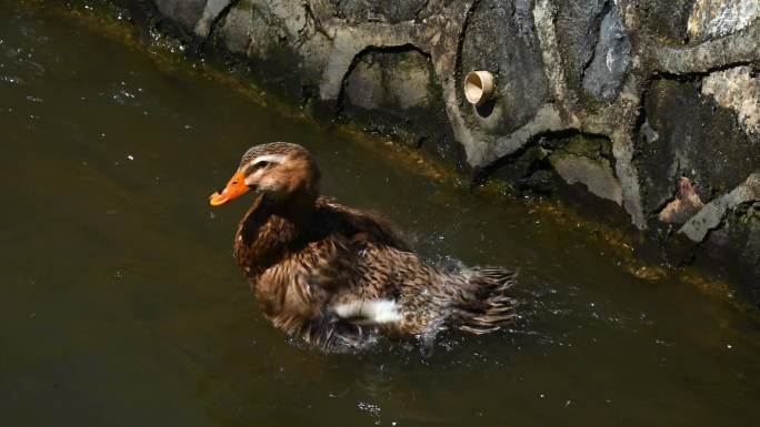 鸭子在小溪池塘边洗澡戏水合集