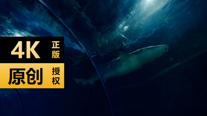 海洋馆内的大白鲨