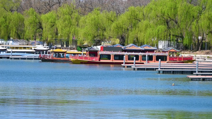 北京春天玉渊潭公园湖面蓝天柳树风光