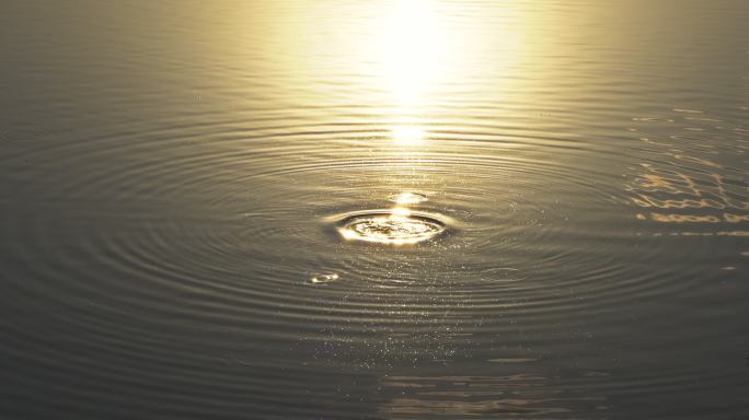 夕阳下鸳鸯在波光粼粼的水面戏水