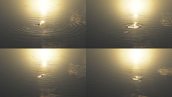 夕阳下鸳鸯在波光粼粼的水面戏水