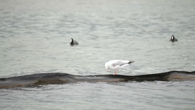 海鸥湖泊海鸥群水面觅食海燕自然景观湖泊