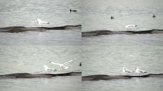 海鸥湖泊海鸥群水面觅食海燕自然景观湖泊