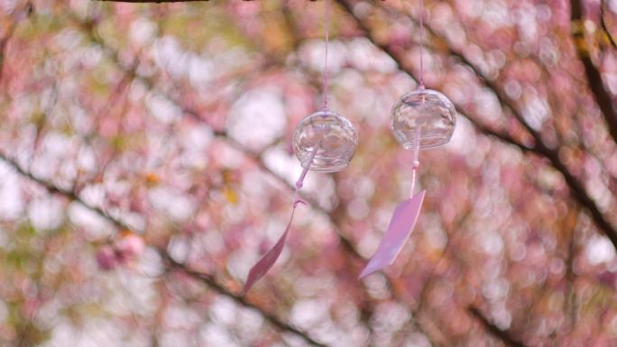 樱花风铃 蓝天樱花 晚樱花瓣飞落4K