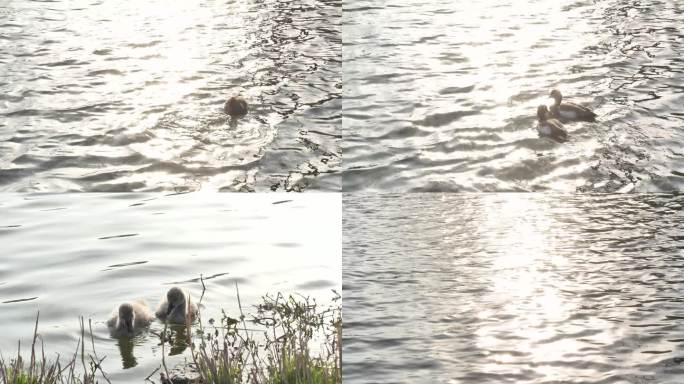 光影湖面成双成对动物天鹅视频素材