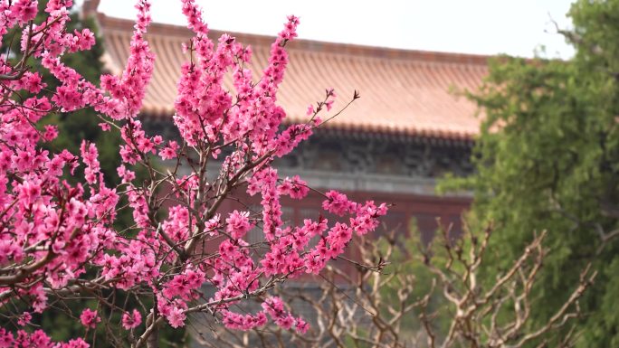 岱庙春天 花卉 开花 花朵 红墙花朵