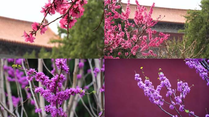 岱庙春天 花卉 开花 花朵 红墙花朵