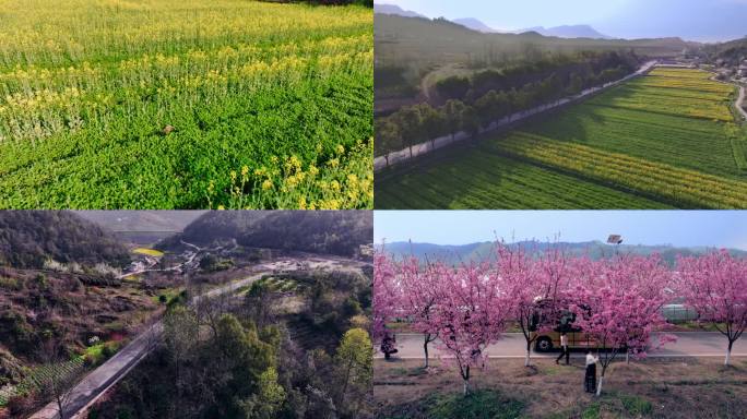 航拍公交车油菜花田中行驶