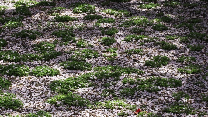 樱花林满地的美丽樱花花瓣