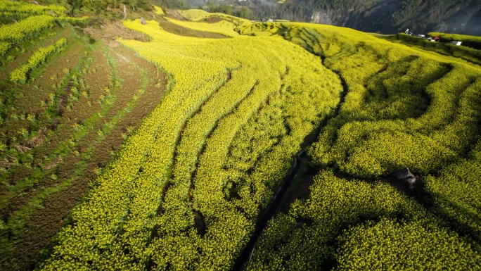 山区油菜花海4K