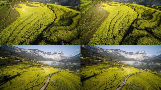 山区油菜花海4K