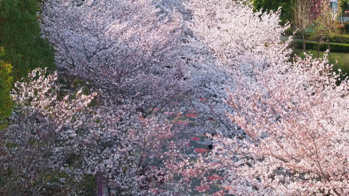 高东樱花园