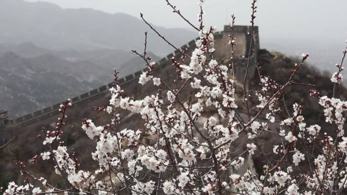 春天北京八达岭长城杏花盛开