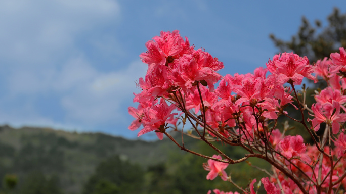 杜鹃花映山红云雾山