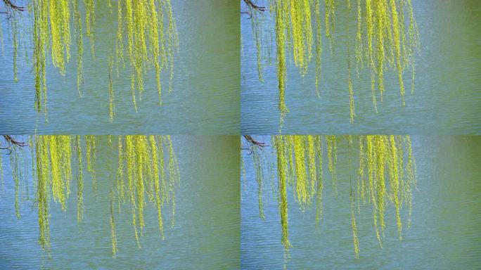 春天绿色垂柳枝头与湖面背景特写