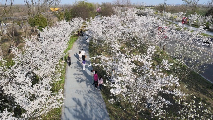 高清4K航拍樱花道路