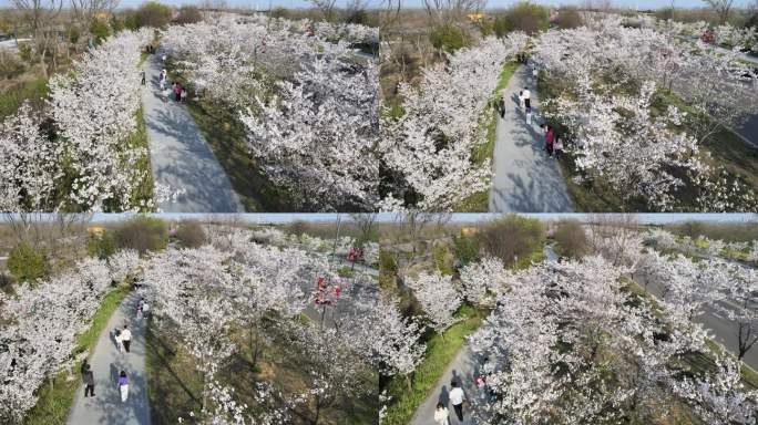 高清4K航拍樱花道路