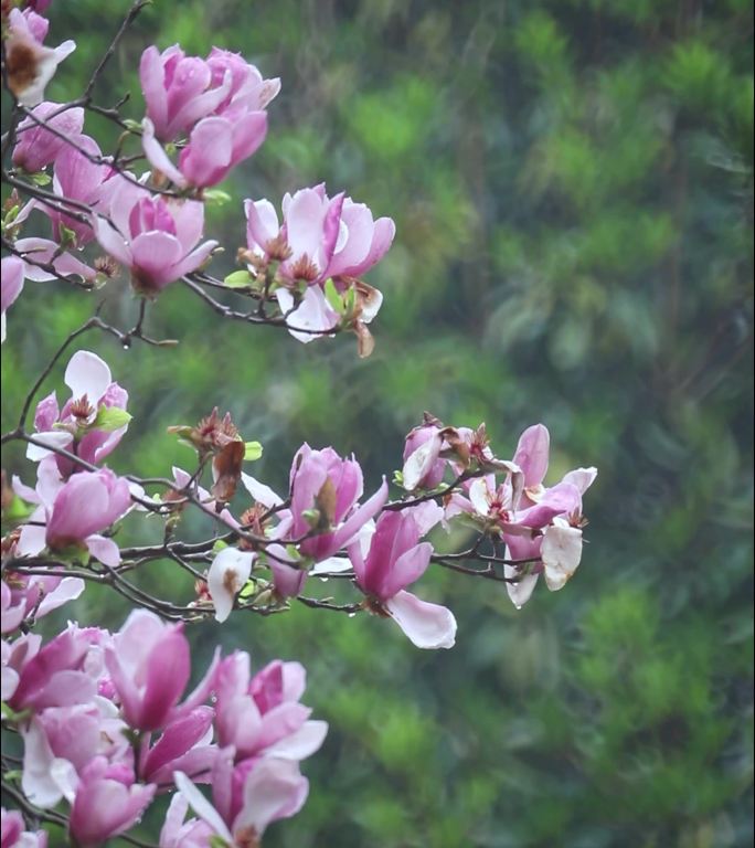 玉兰花开花落