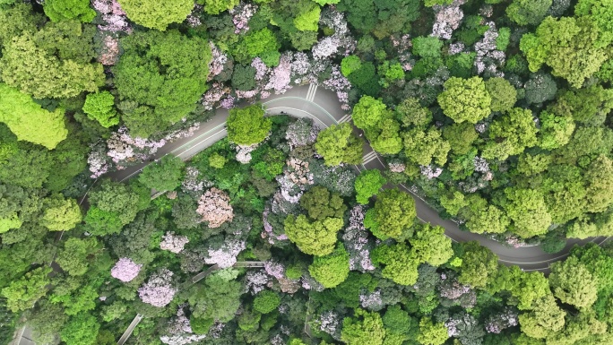 梧桐山杜鹃花