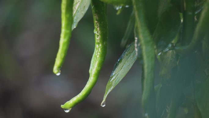 x0109辣椒种植基地  尖椒采摘