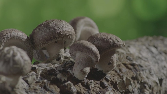 人工养殖蘑菇 蘑菇特写