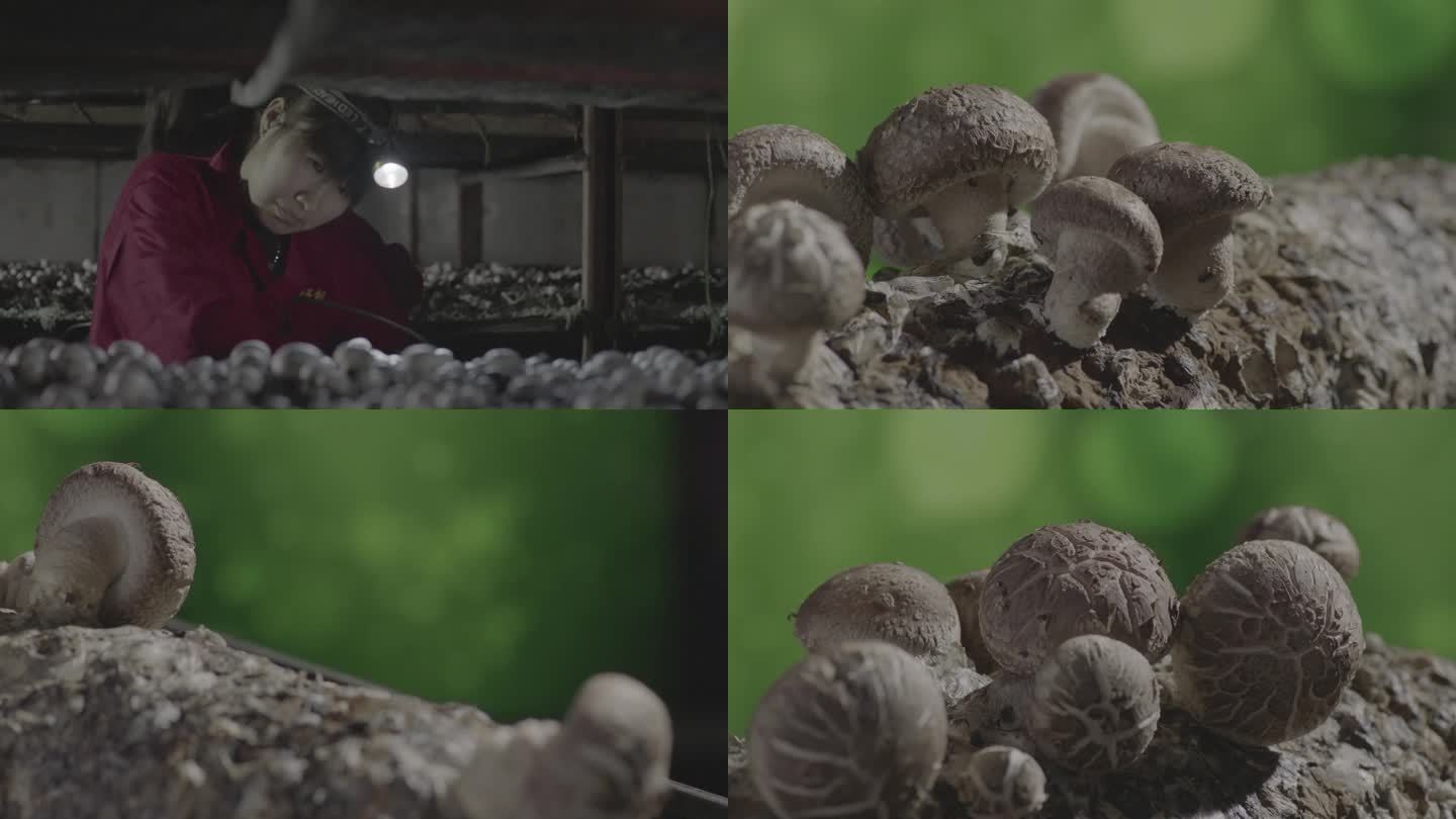 人工养殖蘑菇 蘑菇特写
