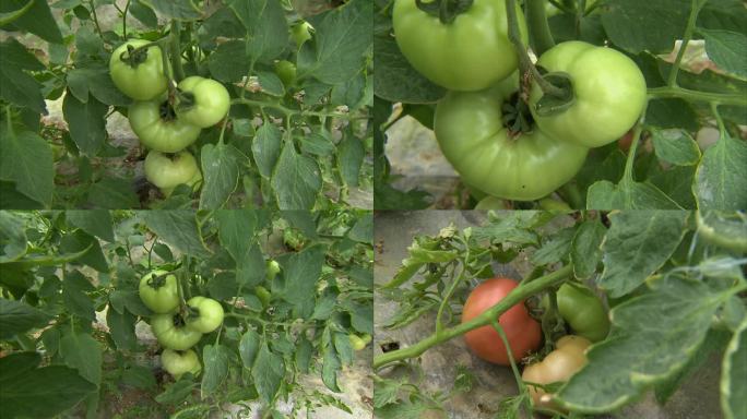 大棚番茄 吊曼西红柿 植株 西红柿 青果