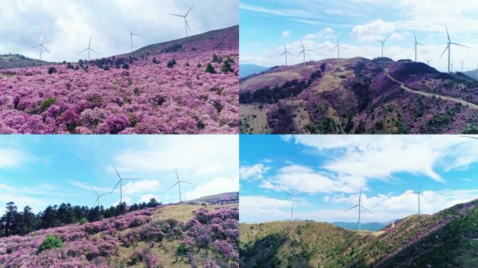 风力发电高山杜鹃航拍4K