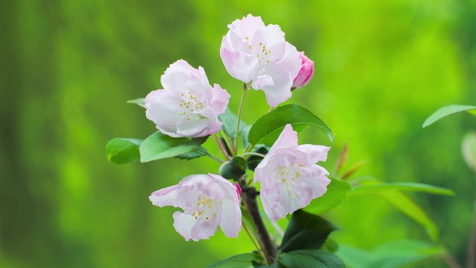 垂丝海棠花开延时