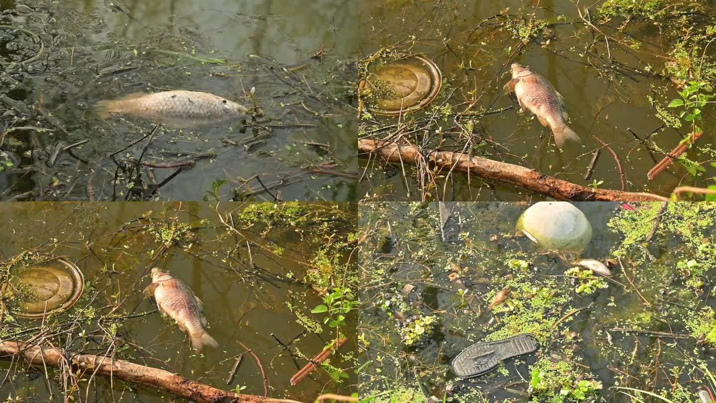 河流污染漂浮垃圾，死鱼臭鱼