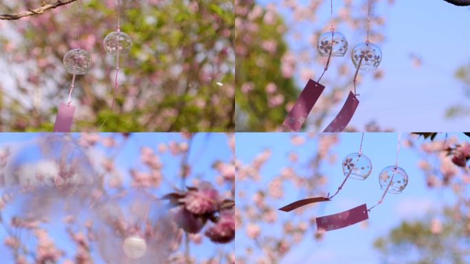 樱花风铃 蓝天樱花 晚樱花瓣飞落4K