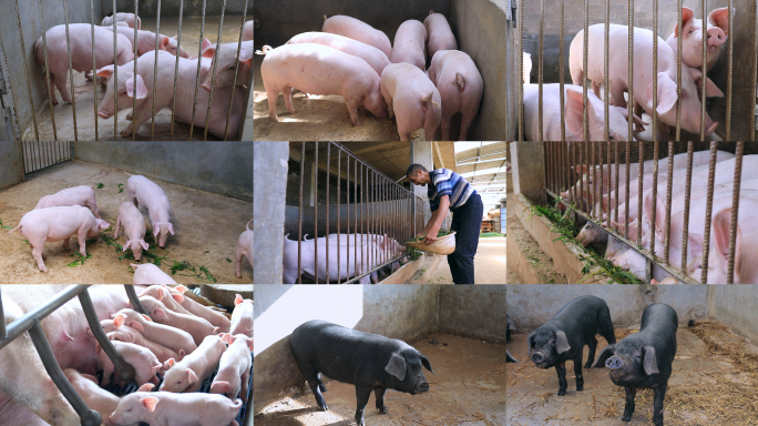 猪 养猪场 规模化养猪