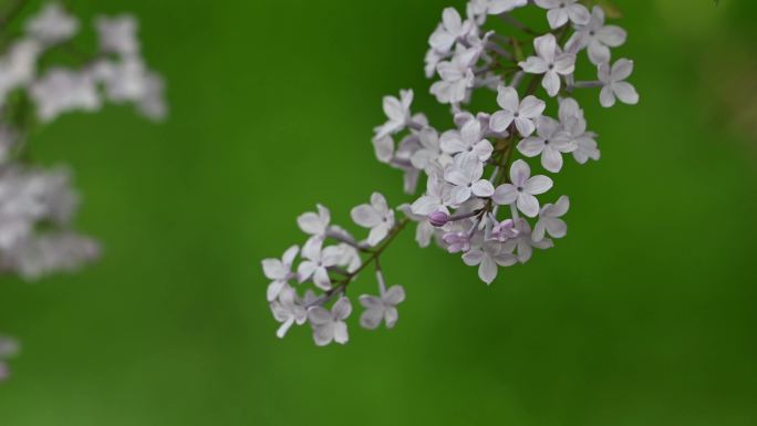 丁香花4K实拍