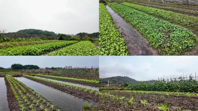 潮汕农村农田 农业土地 三农 乡村振兴