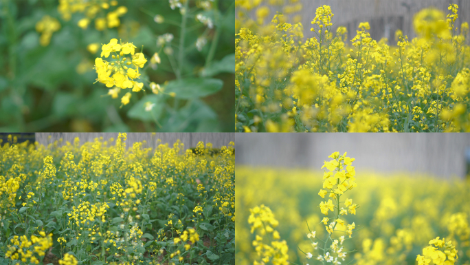 菜花油菜花蜜蜂春天蜜蜂菜花油菜田野油菜花