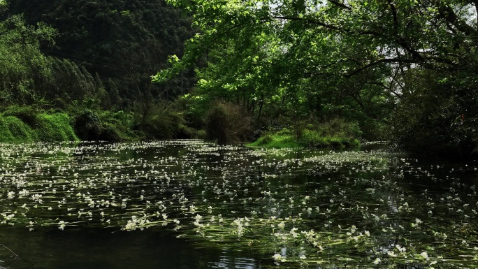 春天阳光下桂林山间小河里盛开的海菜花