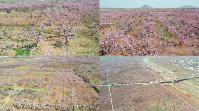 桃花林 桃花航拍 春暖花开 田野 农村