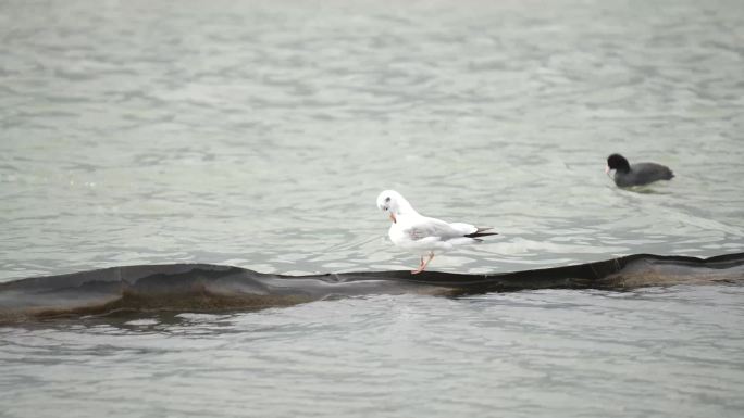 湖面海鸥吸水鸟类大自然生态自然风光景区