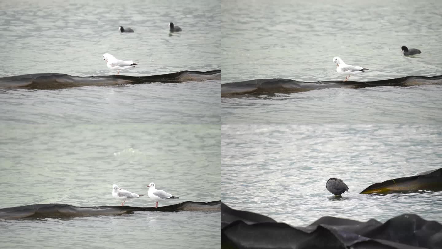湖面海鸥吸水鸟类大自然生态自然风光景区