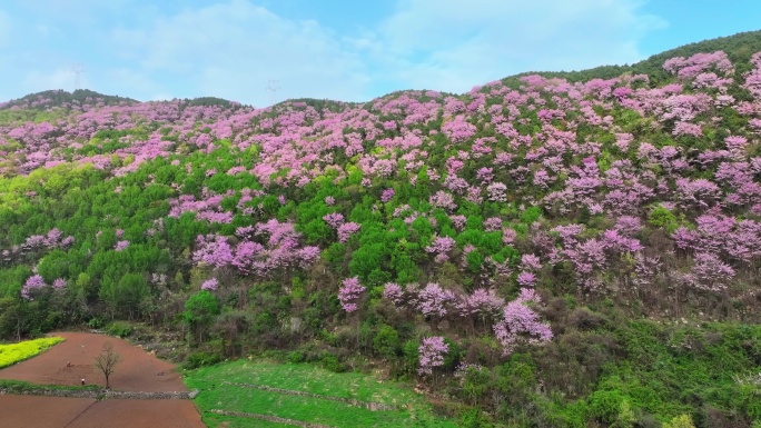 武沟村樱花4