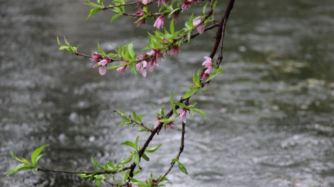 雨季海棠