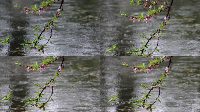 雨季海棠