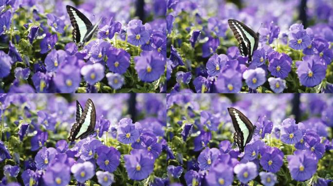 蝴蝶在有水珠的小花朵游玩