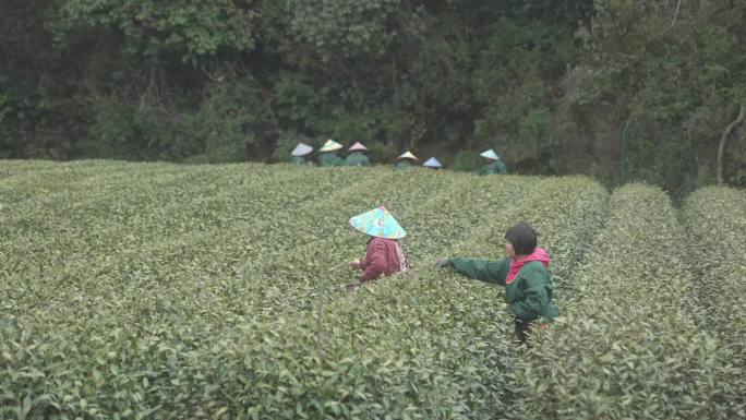 采茶农在大山的茶园里采明前茶龙井绿茶