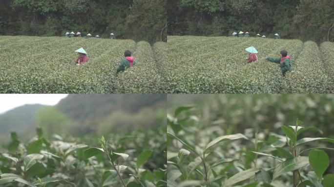 采茶农在大山的茶园里采明前茶龙井绿茶