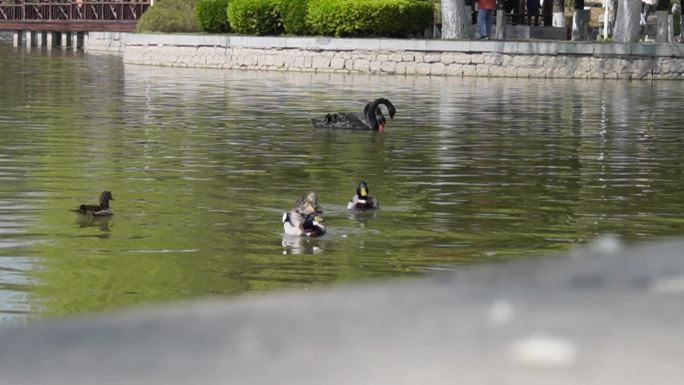 全国农业展览馆后湖