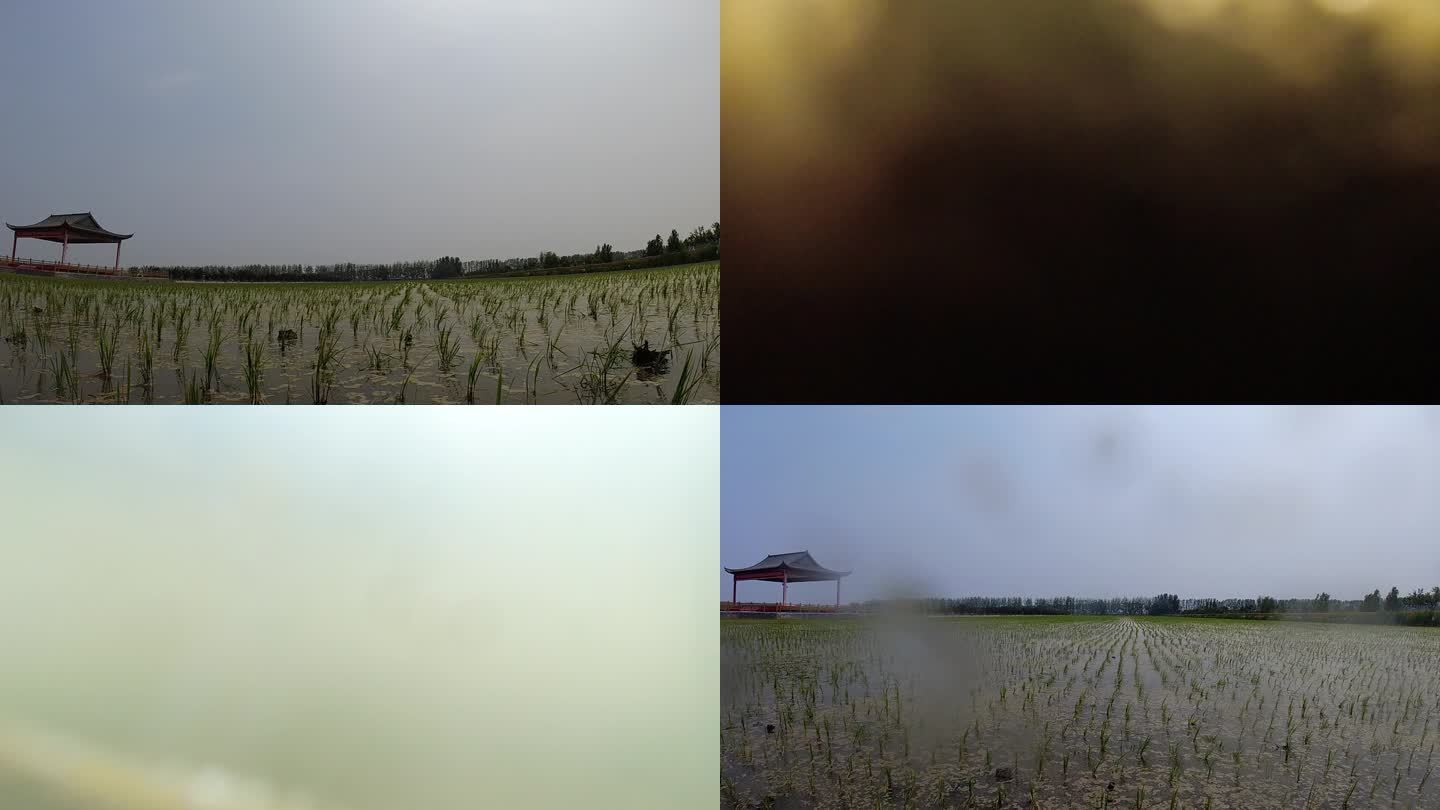 gopro 在稻田里出水的画面