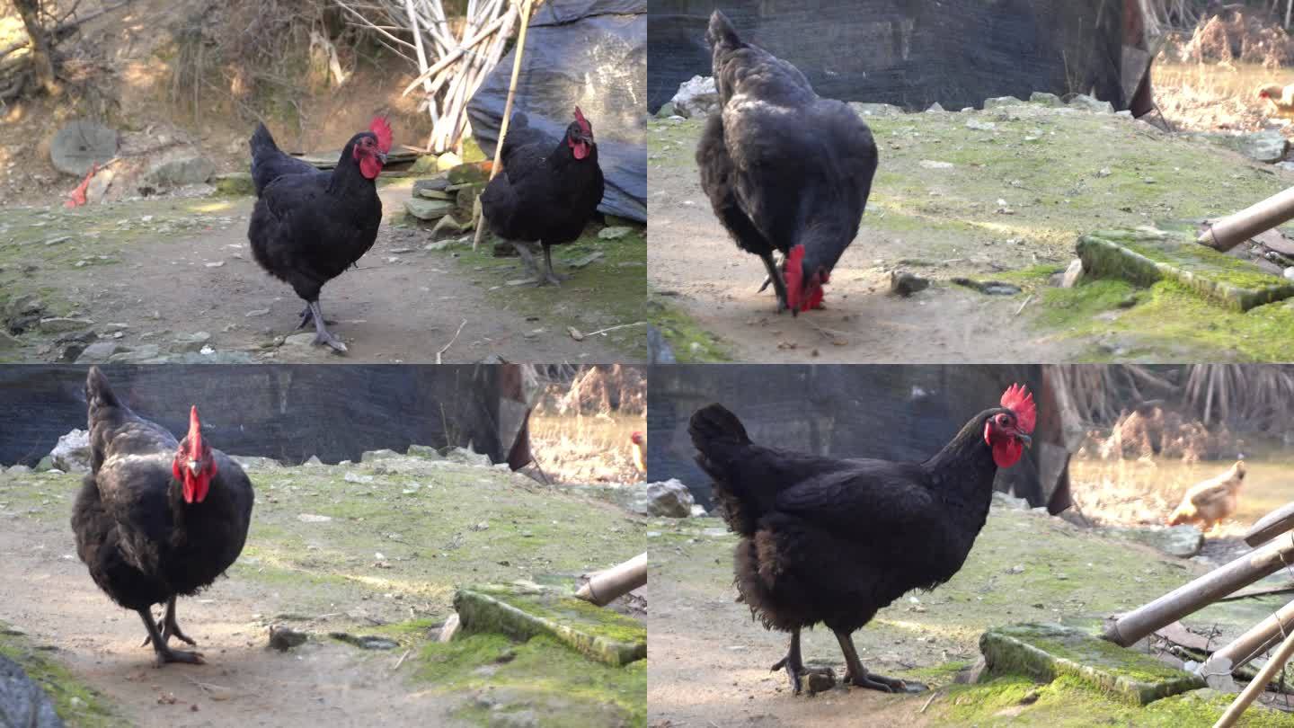 农村黑色的鸡实拍鸡在觅食