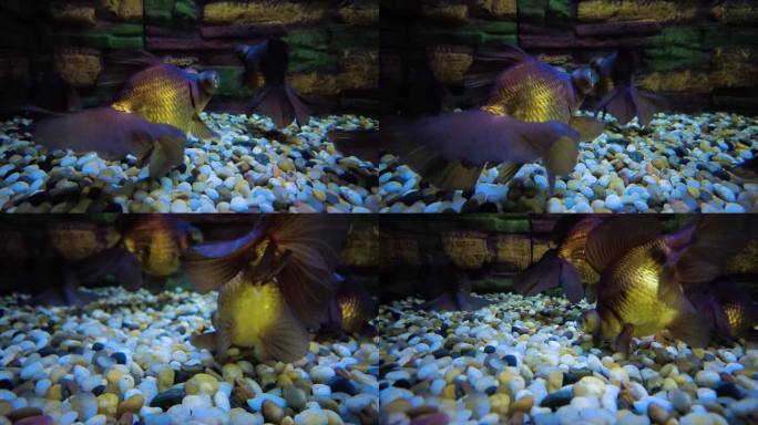 动物园的金鱼观赏鱼紫蝶尾